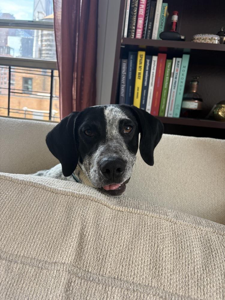Enlarge Spot, a Adoptable mixed breed in Manhattan, NY image 1/3