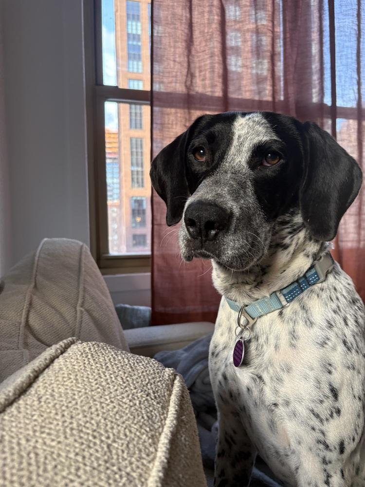 Enlarge Spot, a Adoptable mixed breed in Manhattan, NY image 2/3