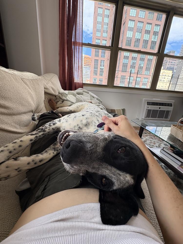 Enlarge Spot, a Adoptable mixed breed in Manhattan, NY image 3/3