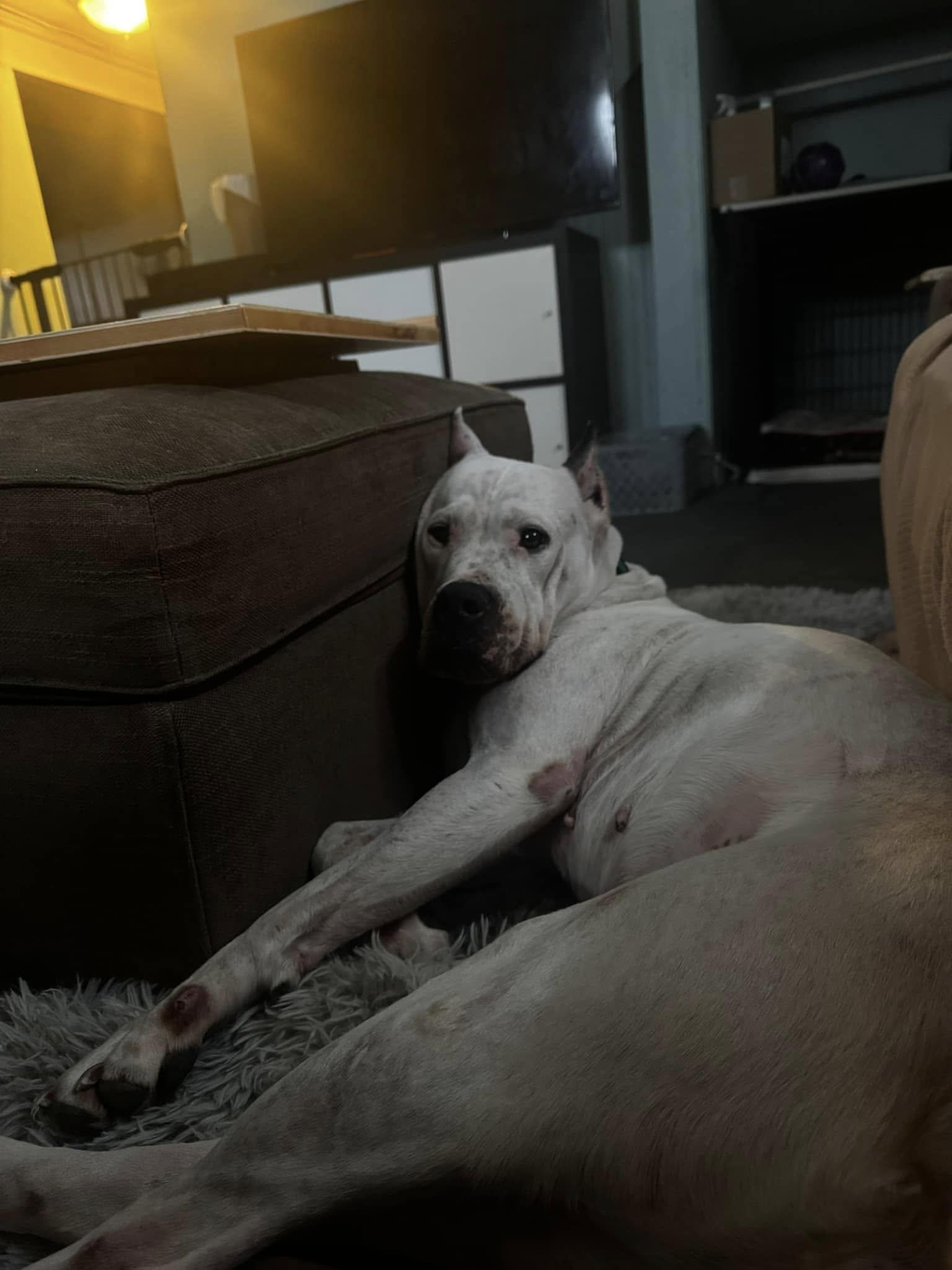 Ellie May, a Adoptable Dogo Argentino in Belleville, MI image 1/3