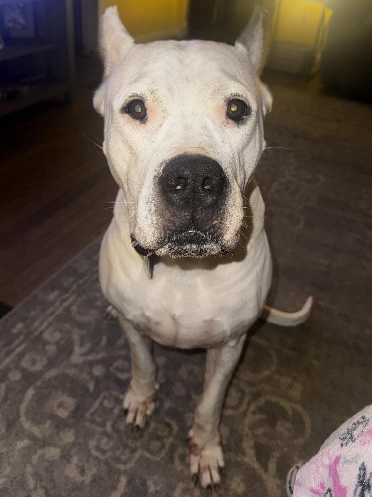 Ellie May, a Adoptable Dogo Argentino in Belleville, MI image 2/3
