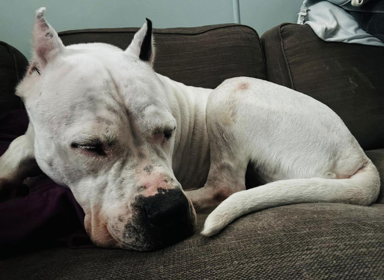 Ellie May, a Adoptable Dogo Argentino in Belleville, MI image 3/3