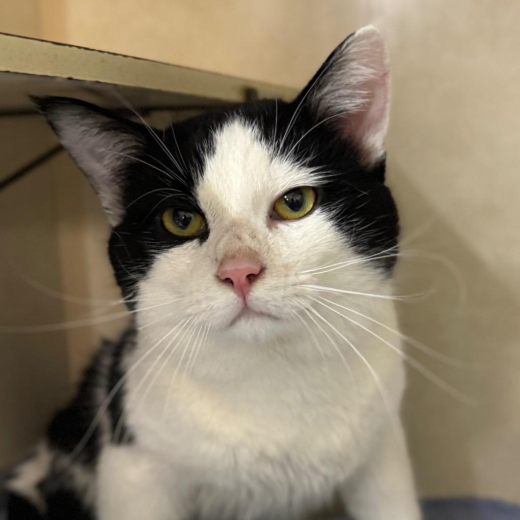 QDOBA, Adopted, Young Male Domestic Short Hair.