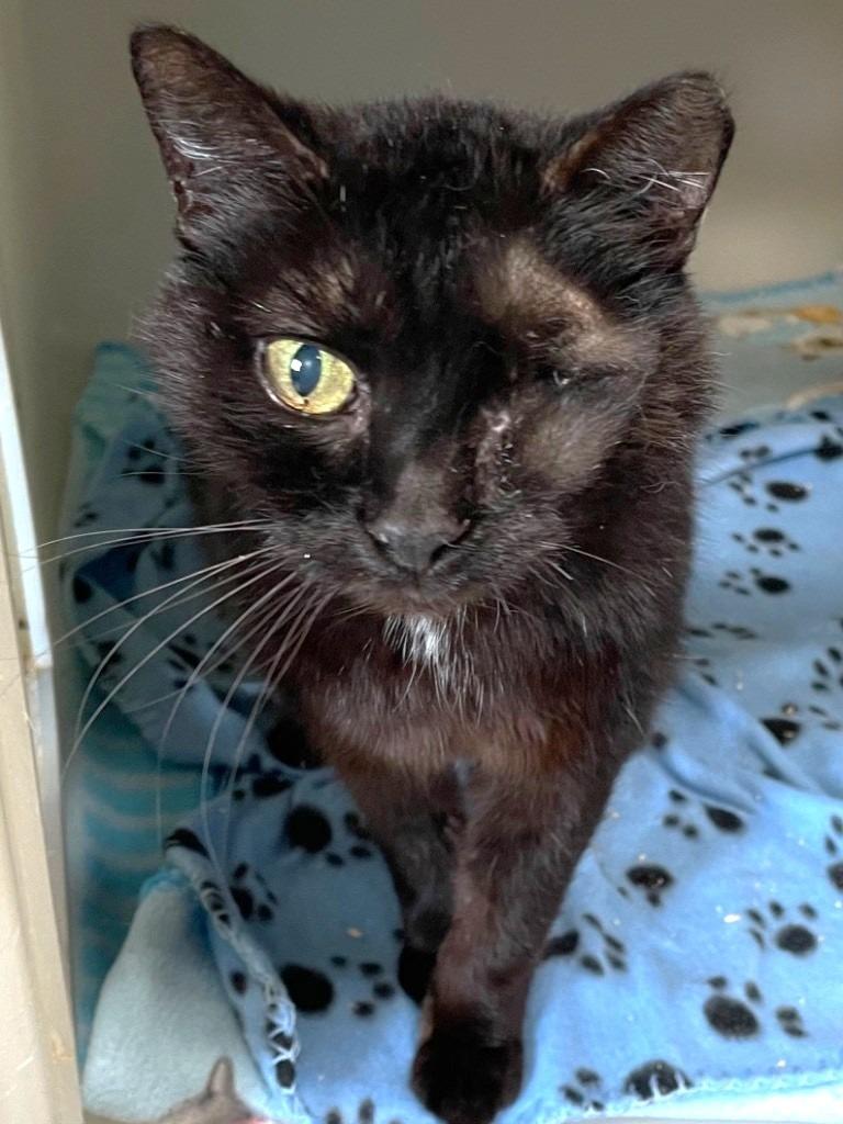 Wilma, Adoptable, Senior Female Domestic Short Hair.