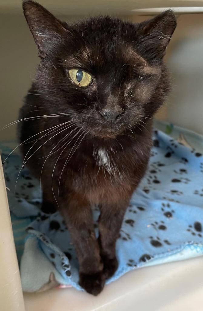 Wilma, a Adoptable mixed breed in Spooner, WI image 2/2