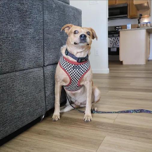 Shiloh - cross post, ADOPTABLE, Young Male Australian Cattle Dog / Blue Heeler.