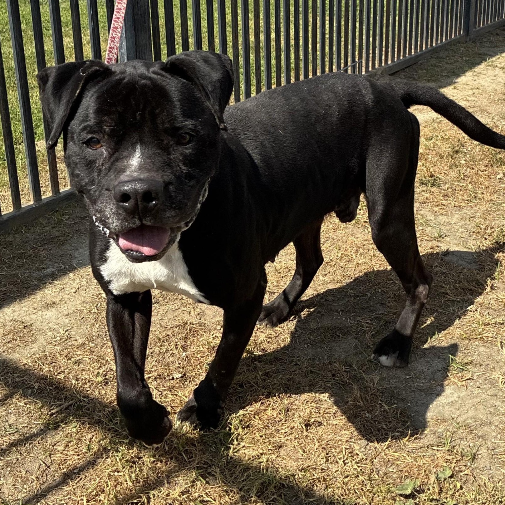 Enlarge Henry , a Adoptable American Staffordshire Terrier in Delano, CA image 2/3