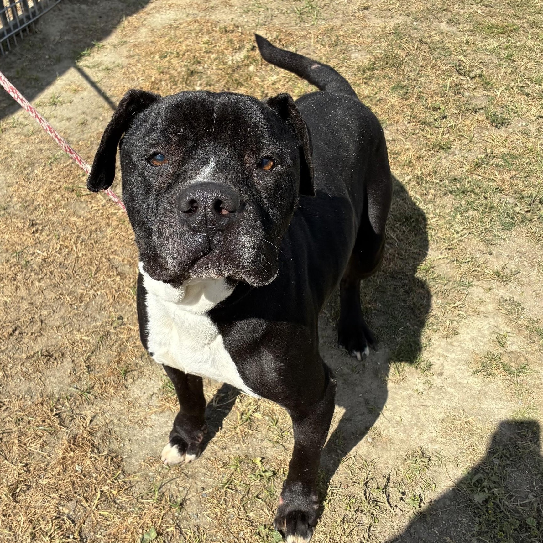 Enlarge Henry , a Adoptable American Staffordshire Terrier in Delano, CA image 3/3