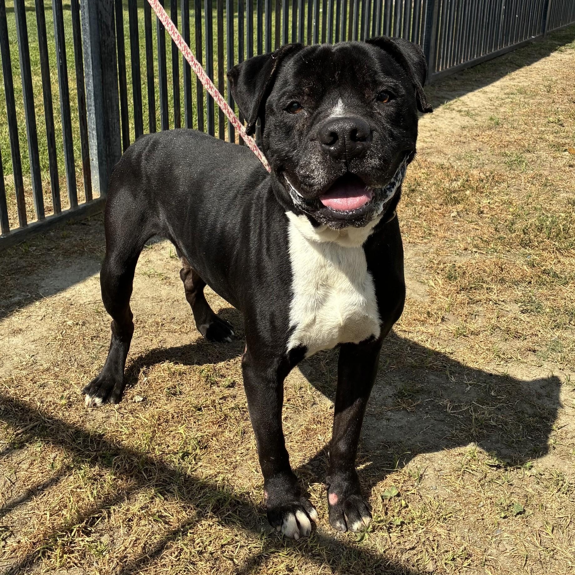 Henry , Adoptable, Adult Male American Staffordshire Terrier.