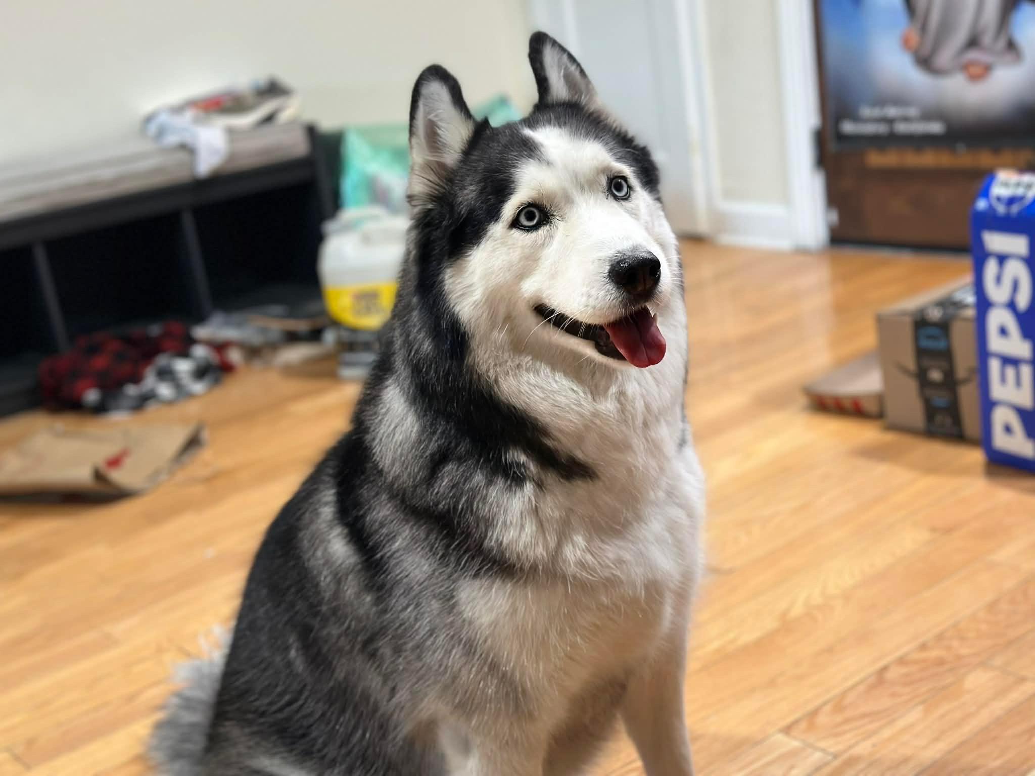 Enlarge Yuno, a ADOPTABLE Siberian Husky in Menifee, CA image 2/6