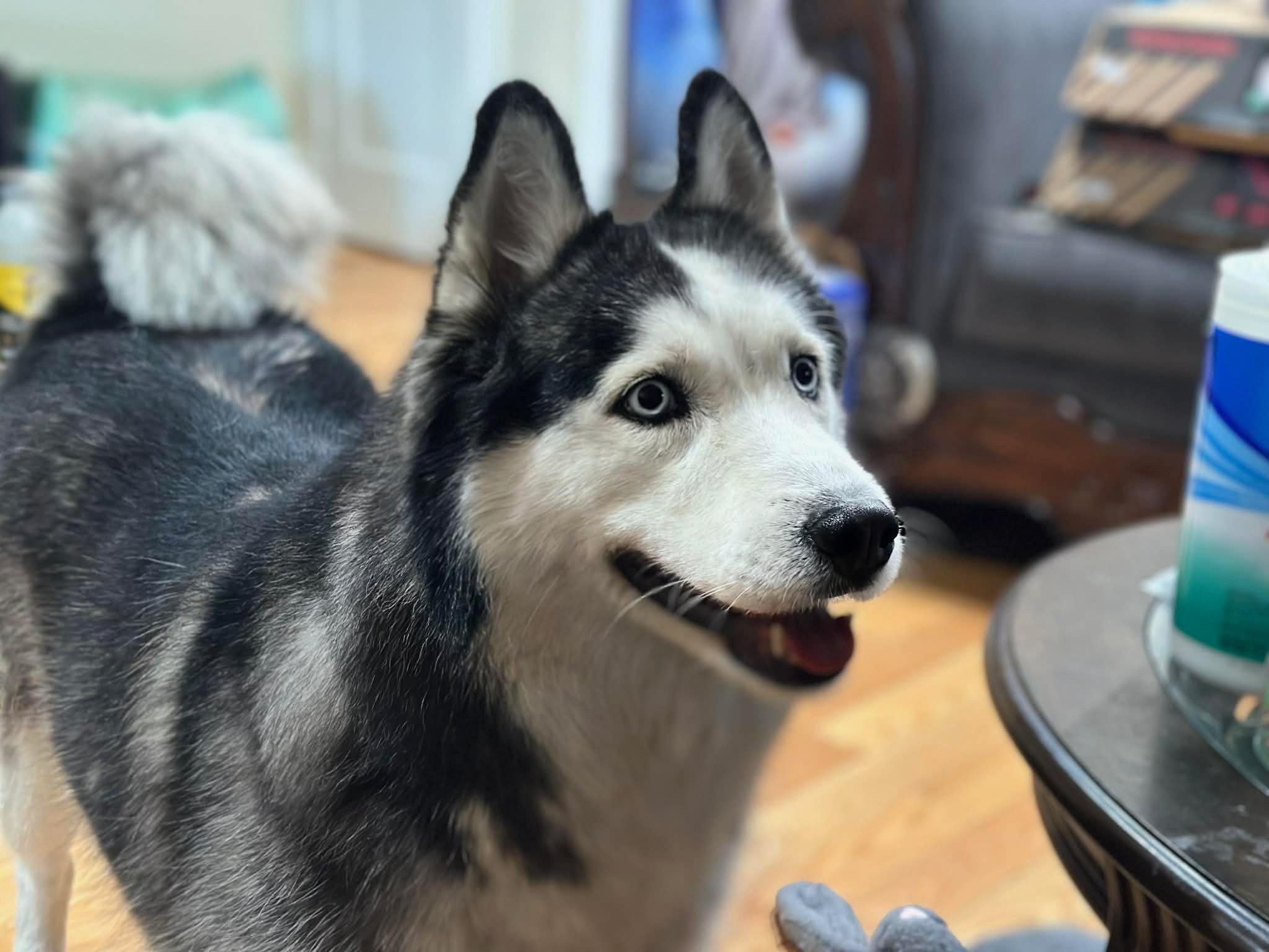 Enlarge Yuno, a ADOPTABLE Siberian Husky in Menifee, CA image 4/6