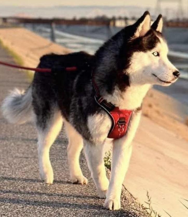 Enlarge Yuno, a ADOPTABLE Siberian Husky in Menifee, CA image 1/6