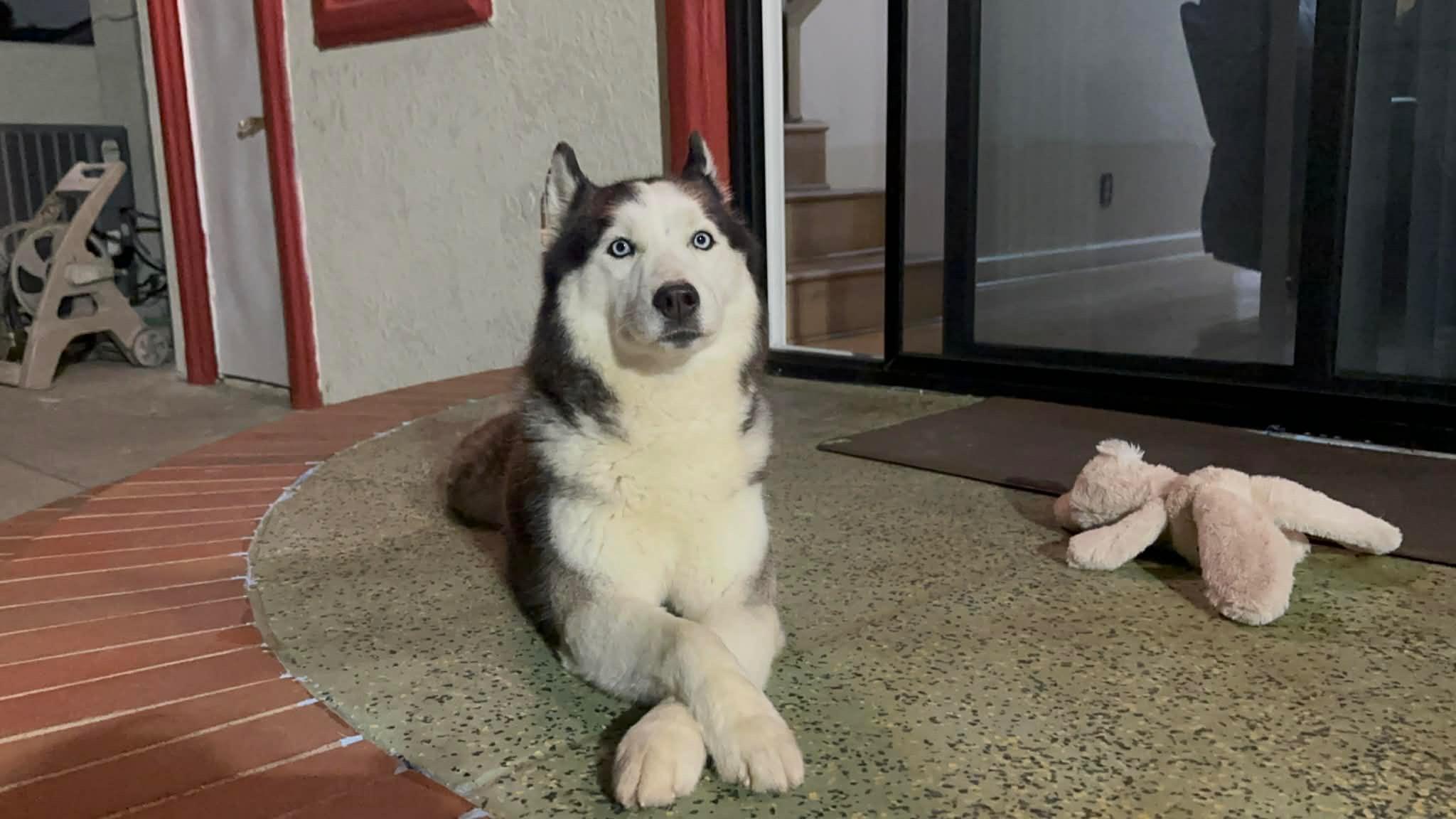 Enlarge Yuno, a ADOPTABLE Siberian Husky in Menifee, CA image 5/6