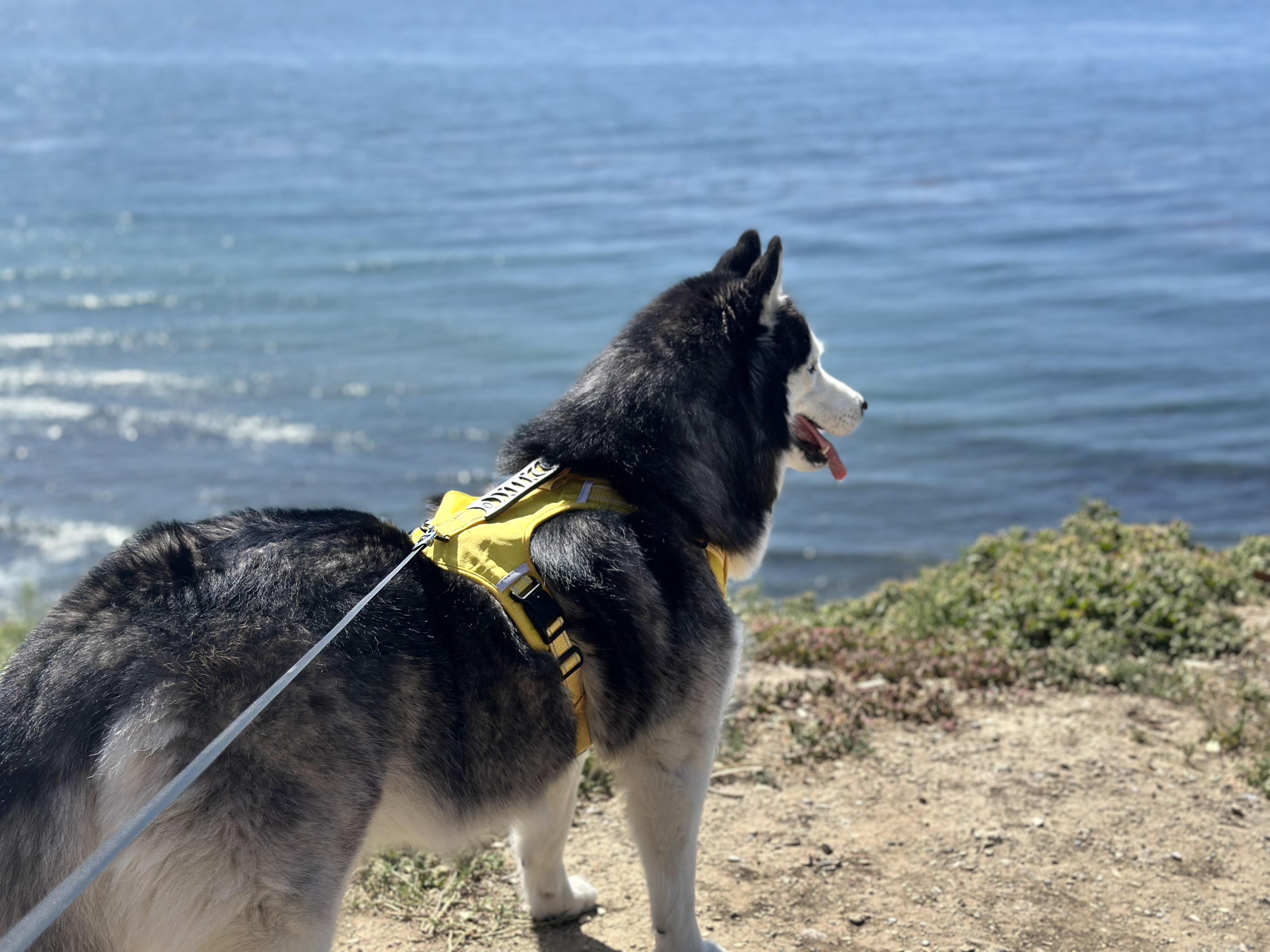 Enlarge Yuno, a ADOPTABLE Siberian Husky in Menifee, CA image 3/6