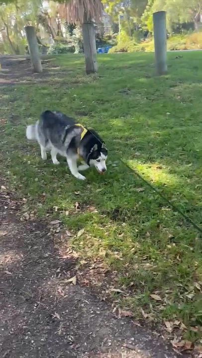 Enlarge Yuno, a ADOPTABLE Siberian Husky in Menifee, CA video 6/6