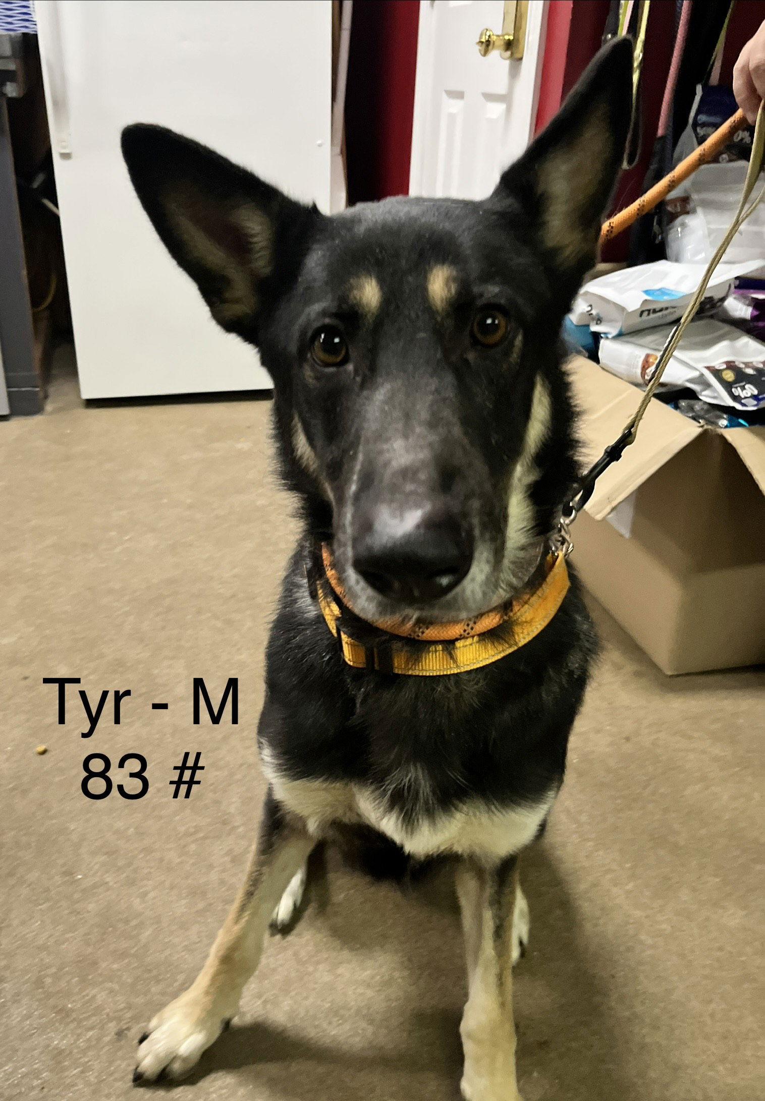 Tyr, Adoptable, Adult Male German Shepherd Dog.