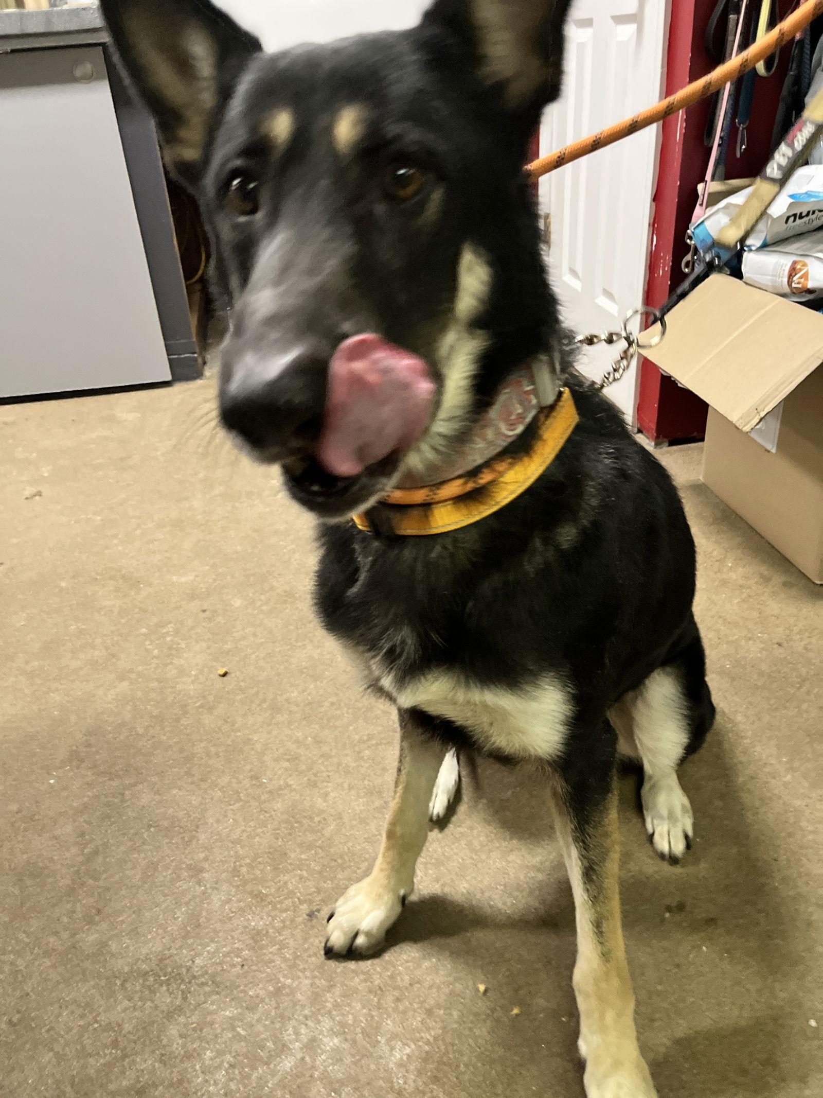 Enlarge Tyr, a Adoptable German Shepherd Dog in Hillside, IL image 2/2