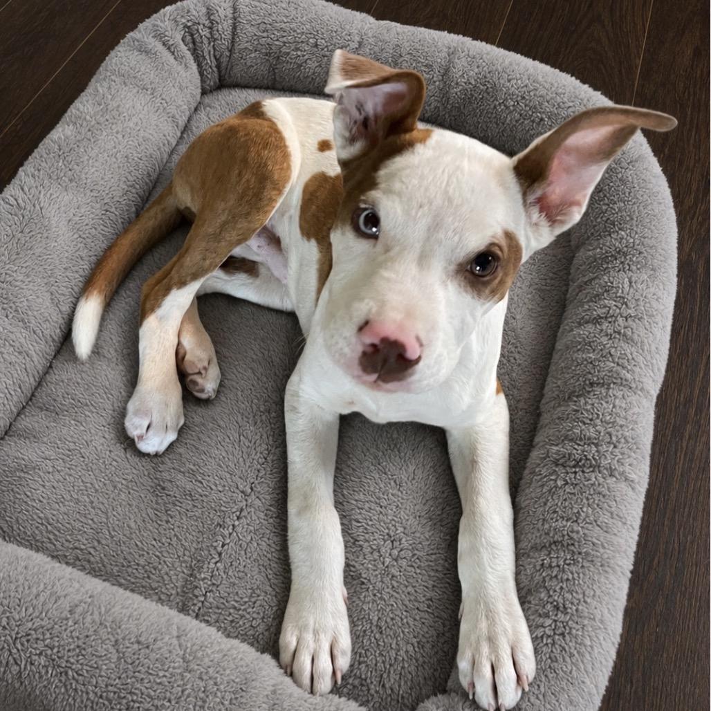 Toby, a Adoptable mixed breed in Cashmere, WA image 2/6
