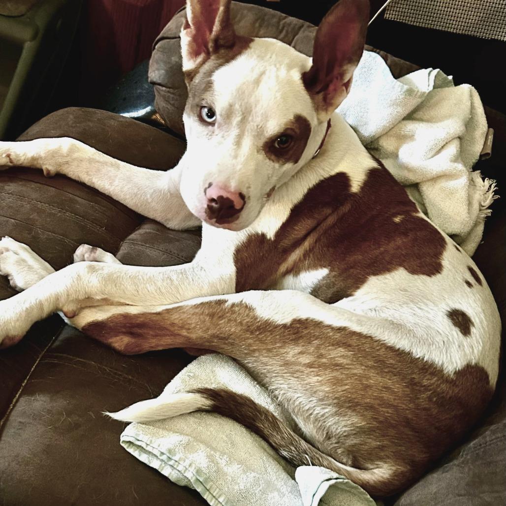 Toby, a Adoptable mixed breed in Cashmere, WA image 4/6