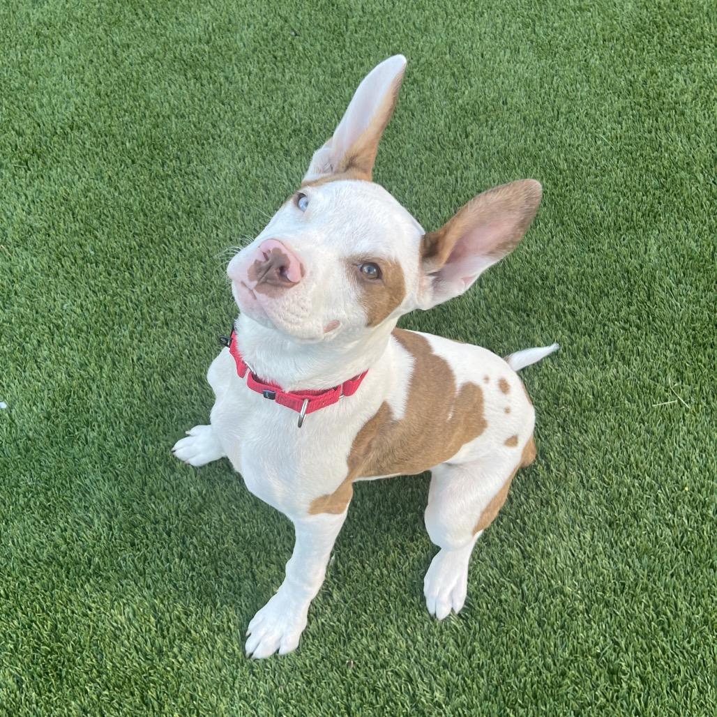 Toby, a Adoptable mixed breed in Cashmere, WA image 5/6