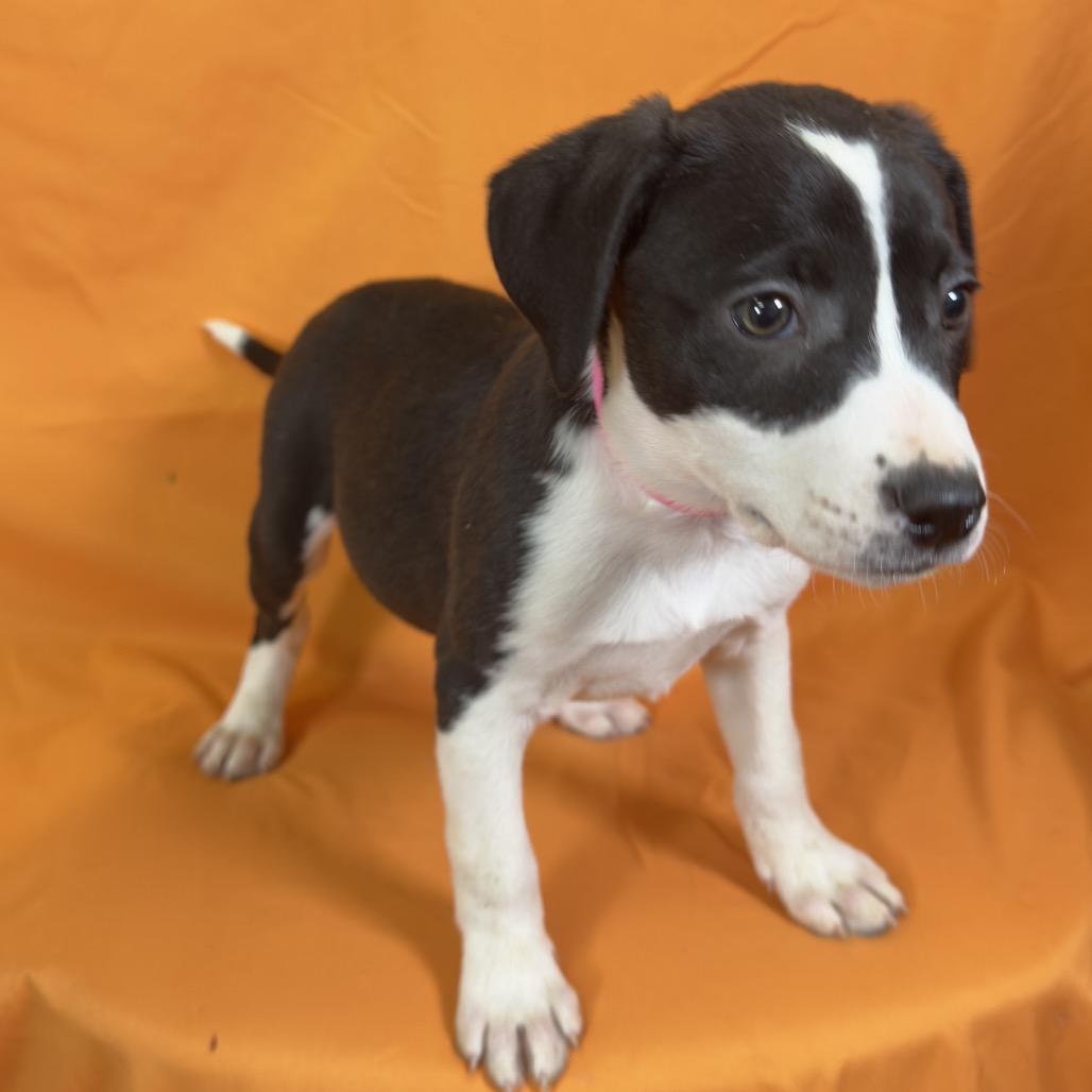 Cleo, a Adoptable Mixed Breed in Franklin, NC image 1/6