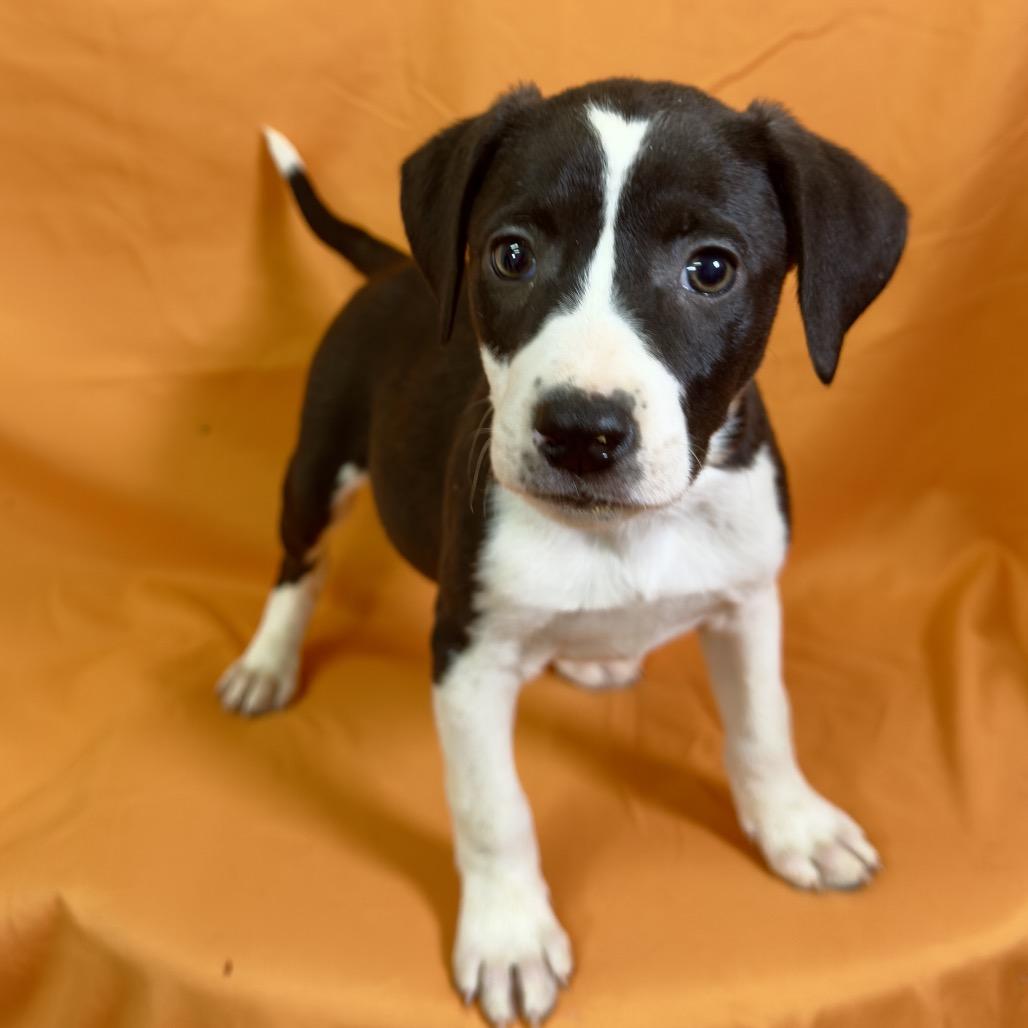 Cleo, a Adoptable Mixed Breed in Franklin, NC image 2/6
