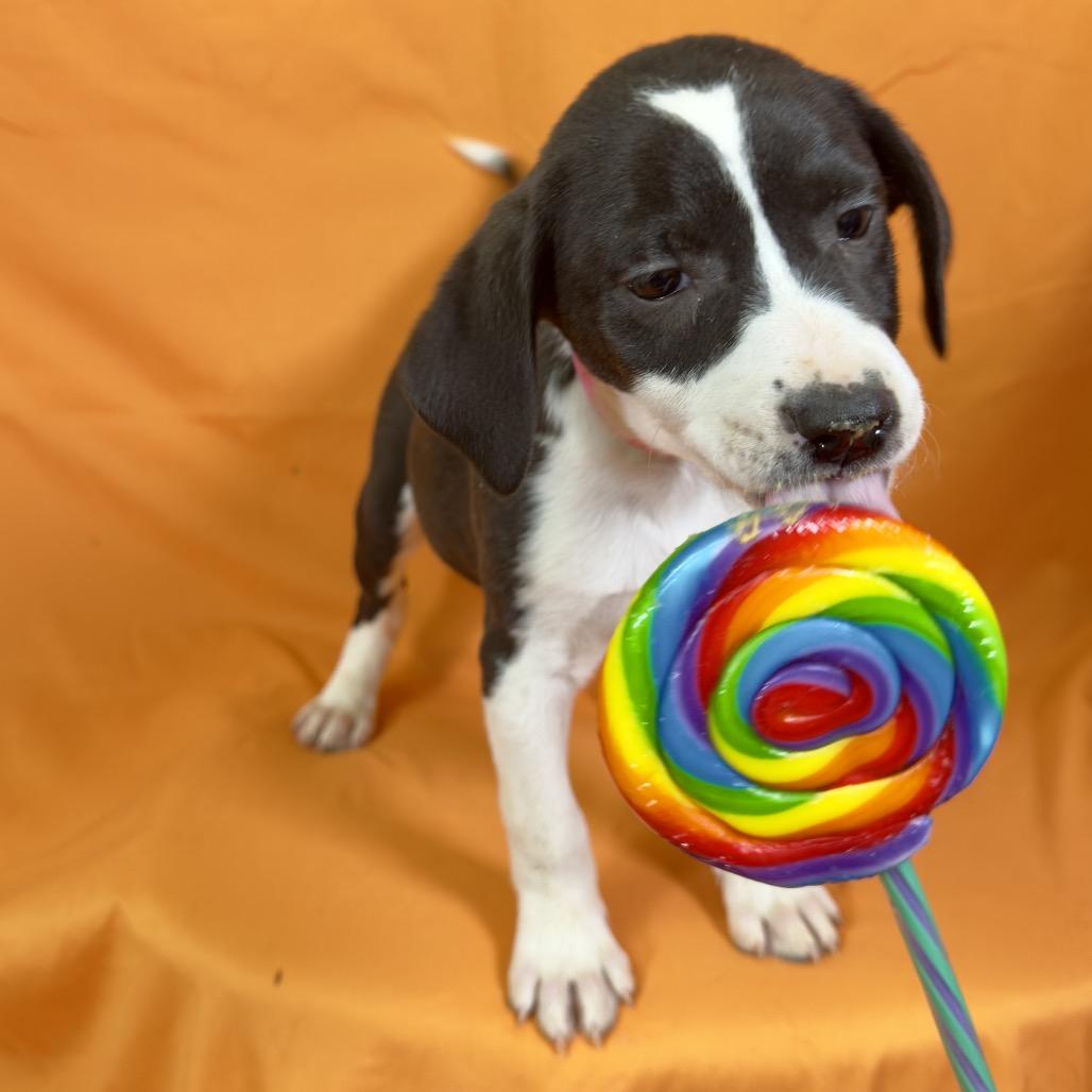 Cleo, a Adoptable Mixed Breed in Franklin, NC image 3/6