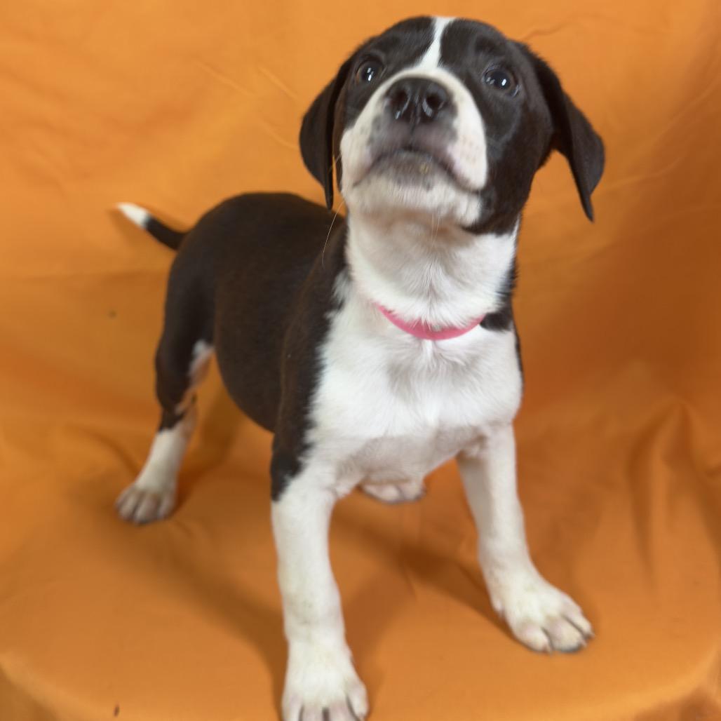 Cleo, a Adoptable Mixed Breed in Franklin, NC image 4/6