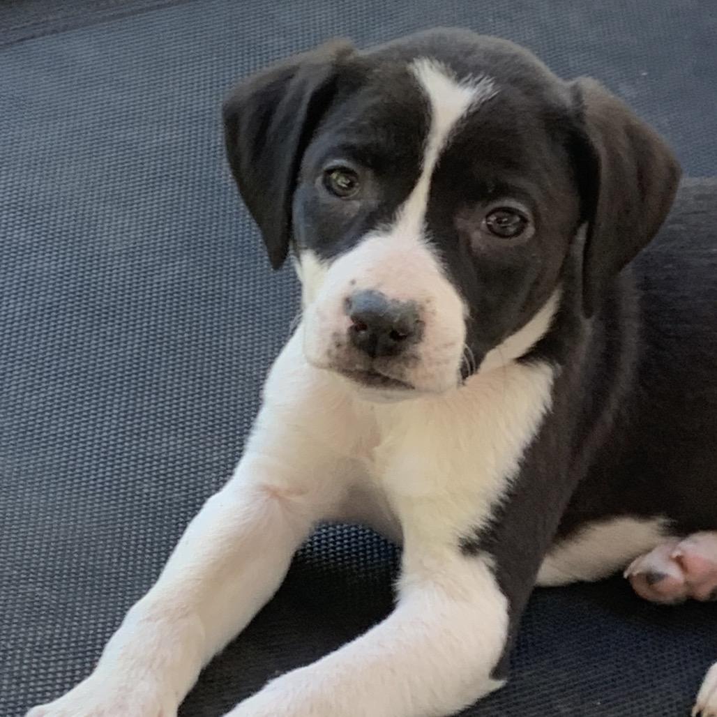 Cleo, a Adoptable Mixed Breed in Franklin, NC image 6/6