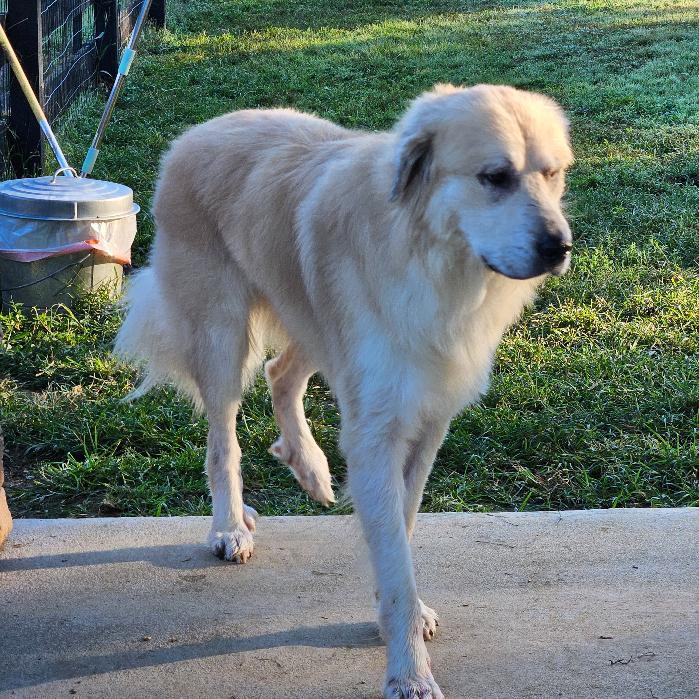 King, Adoptable, Adult Male Great Pyrenees & Golden Retriever.