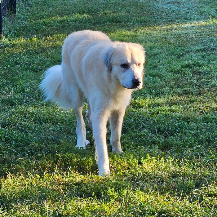 Enlarge King, a Adoptable mixed breed in Louisville, KY image 2/6