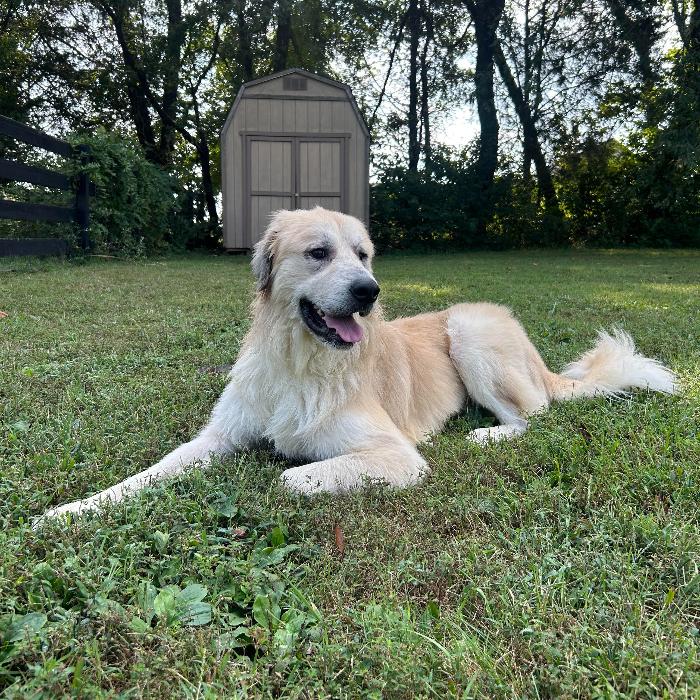 Enlarge King, a Adoptable mixed breed in Louisville, KY image 3/6