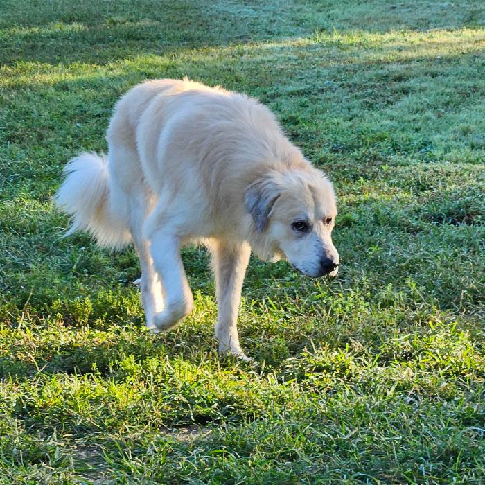 Enlarge King, a Adoptable mixed breed in Louisville, KY image 4/6