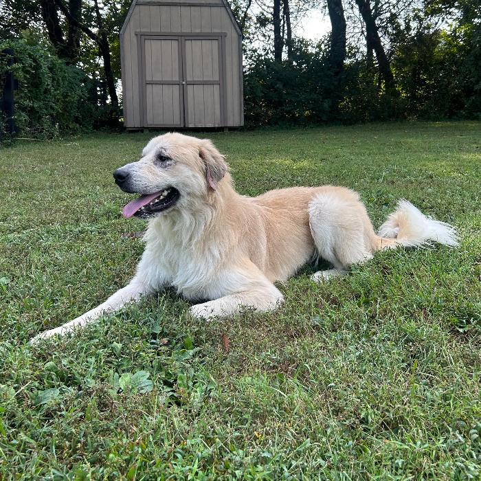 Enlarge King, a Adoptable mixed breed in Louisville, KY image 5/6