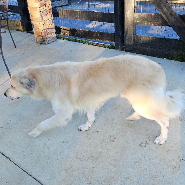 Enlarge King, a Adoptable mixed breed in Louisville, KY image 6/6