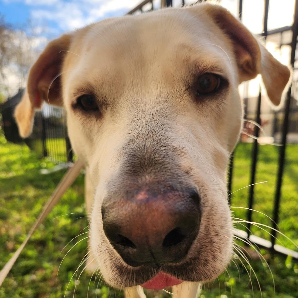 Jake, Adoptable, Adult Male Yellow Labrador Retriever & Mixed Breed.
