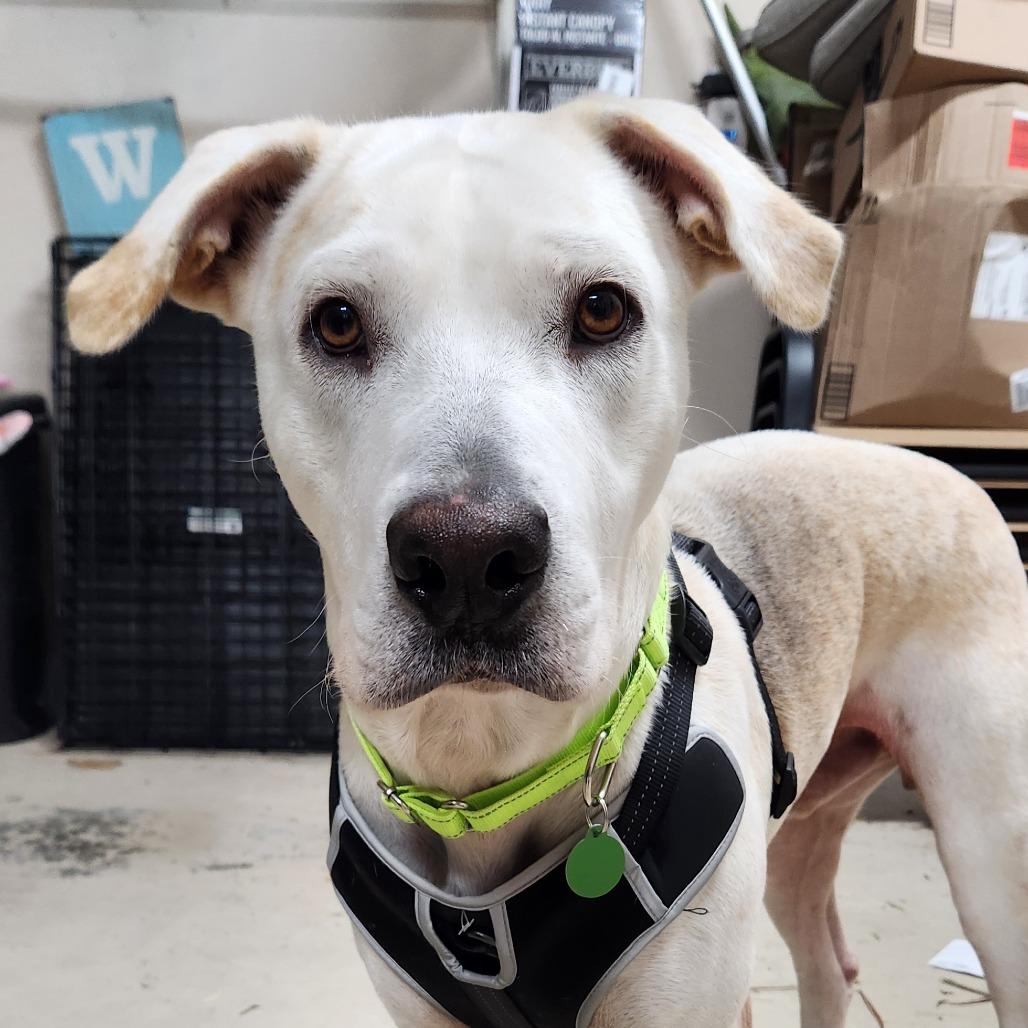 Enlarge Jake, a Adoptable mixed breed in Merritt Island, FL image 2/6