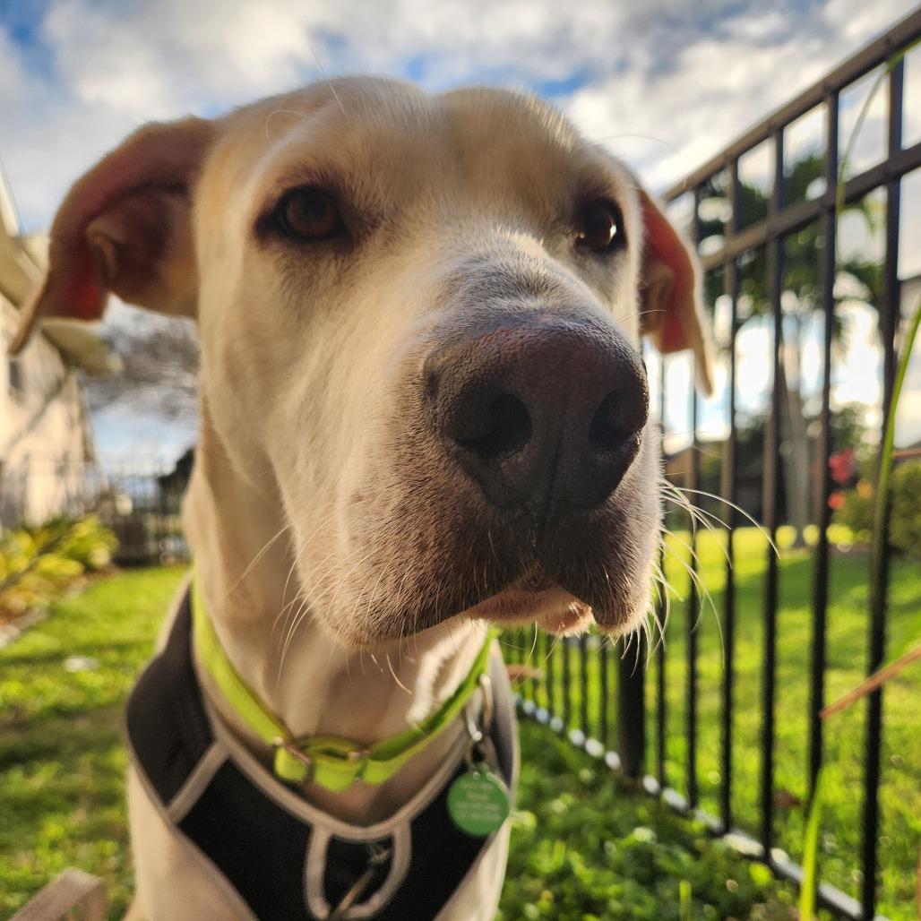 Enlarge Jake, a Adoptable mixed breed in Merritt Island, FL image 3/6