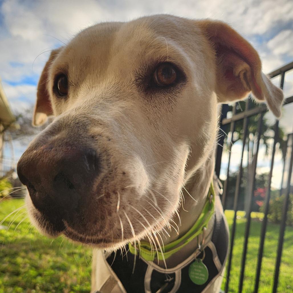 Enlarge Jake, a Adoptable mixed breed in Merritt Island, FL image 6/6