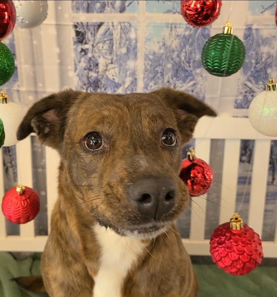 Enlarge Kona Yrly 295, a Adoptable mixed breed in Sidney, OH image 1/5