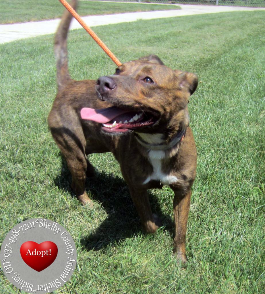 Kona Yrly 295, Adoptable, Young Female Labrador Retriever.