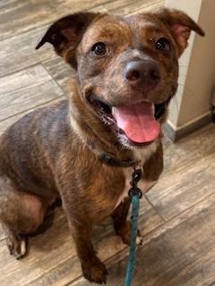 Enlarge Kona Yrly 295, a Adoptable mixed breed in Sidney, OH image 2/6