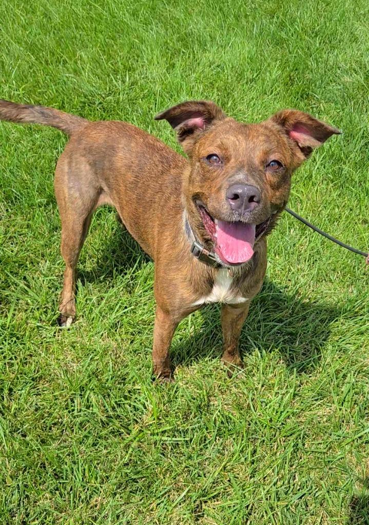 Enlarge Kona Yrly 295, a Adoptable mixed breed in Sidney, OH image 4/5