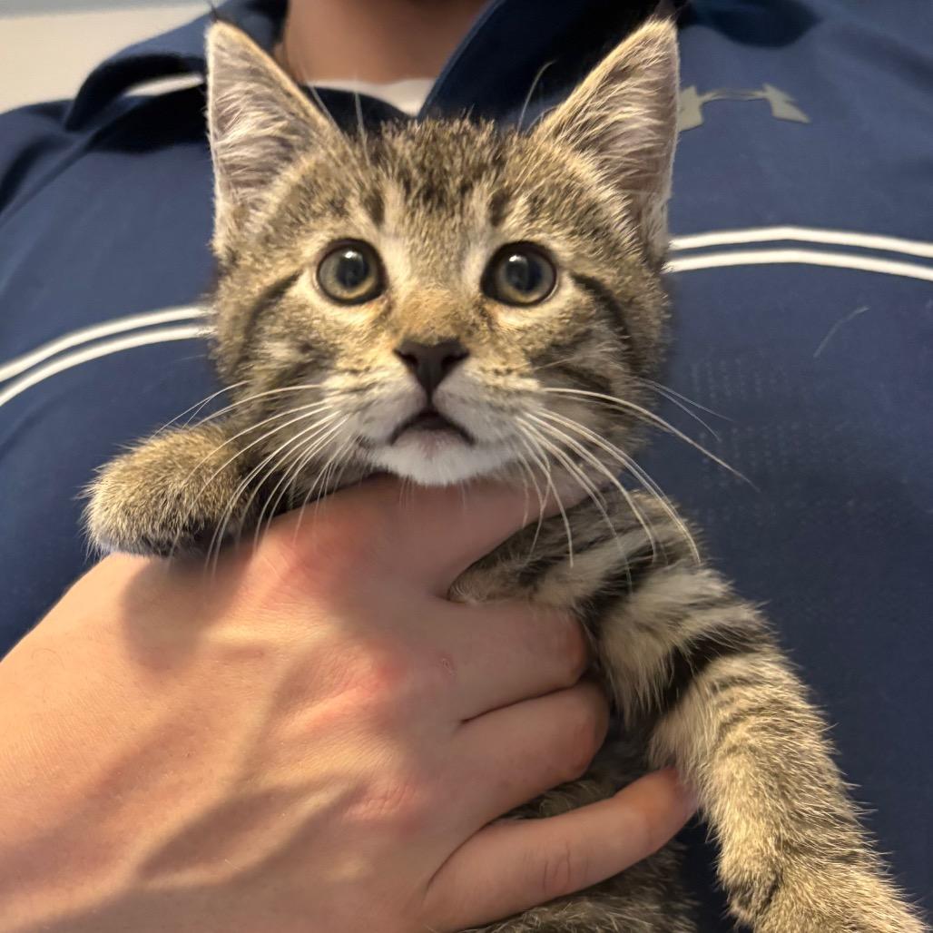 Athena, Adoptable, Kitten Female Domestic Short Hair.