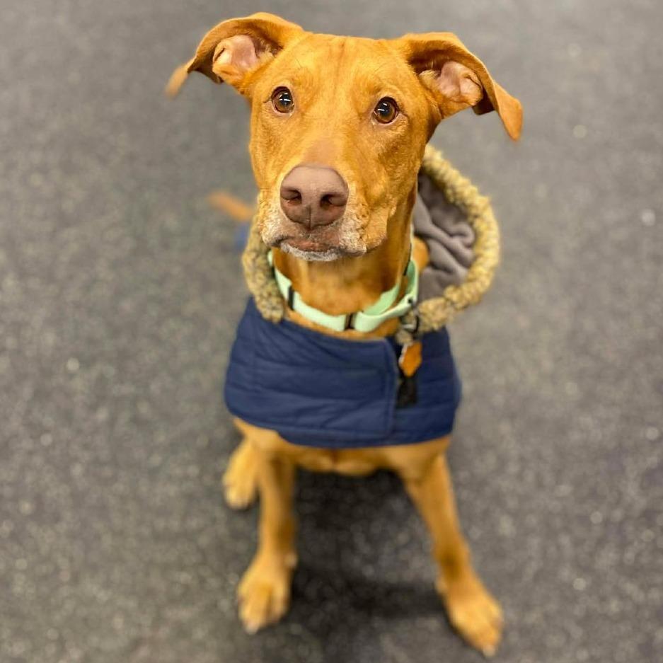 Cinnamon Sugar, a Adoptable Mixed Breed in West Olive, MI image 1/6