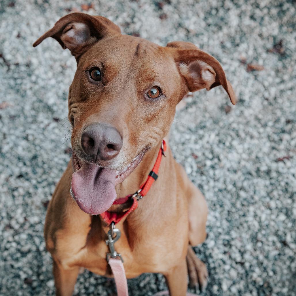 Cinnamon Sugar, a Adoptable Mixed Breed in West Olive, MI image 2/6