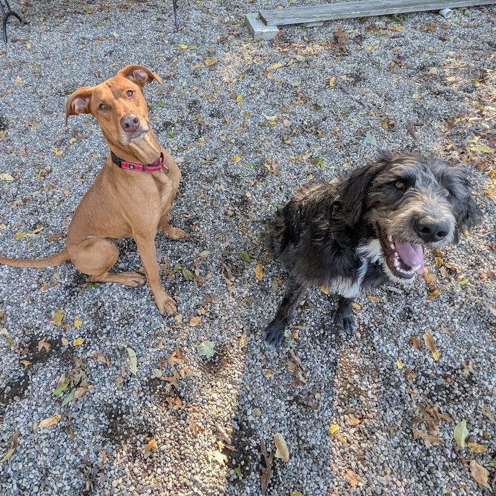 Cinnamon Sugar, a Adoptable Mixed Breed in West Olive, MI image 6/6