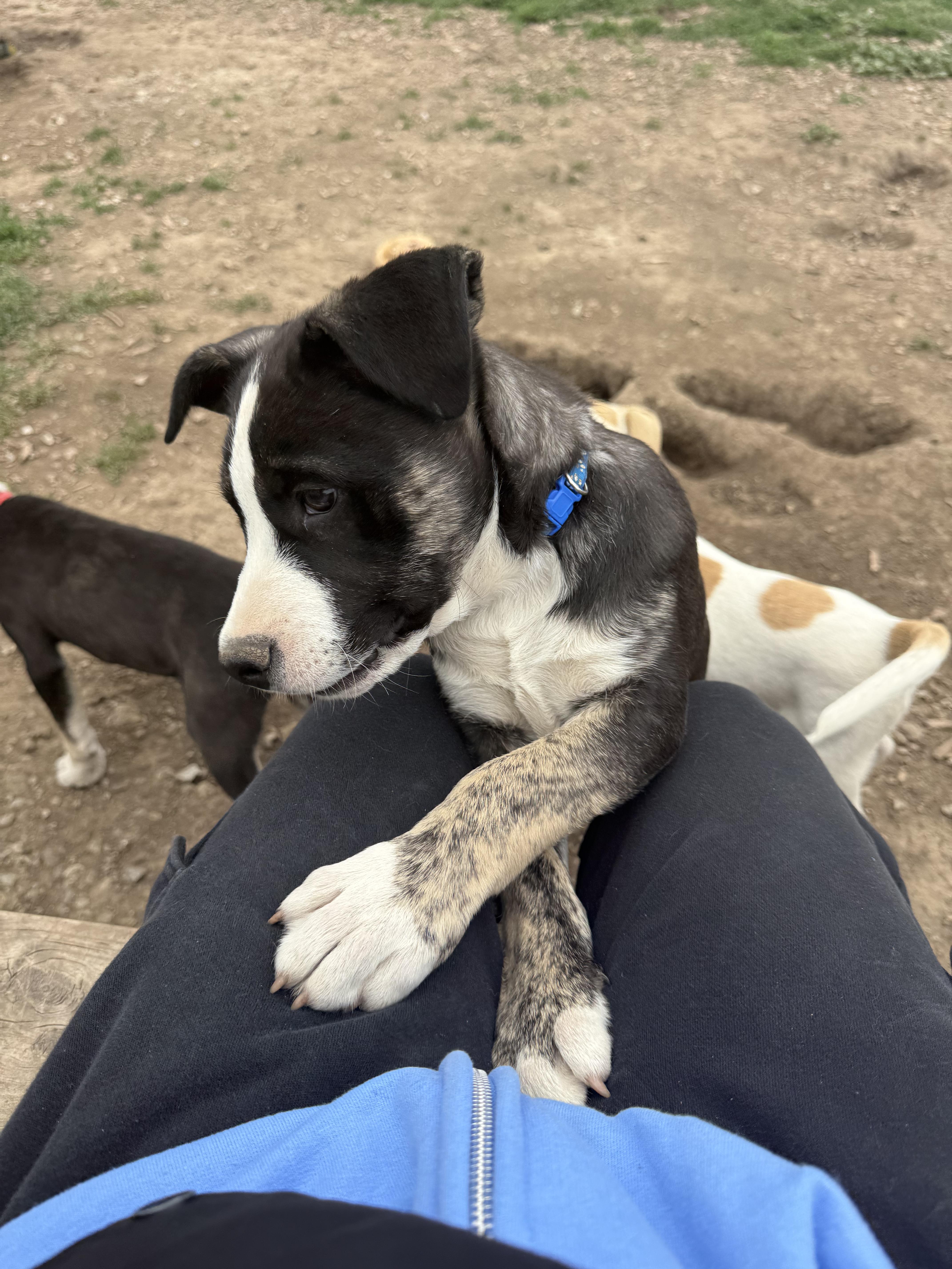 Enlarge Doc, a Adoptable mixed breed in Murray, NE image 2/2