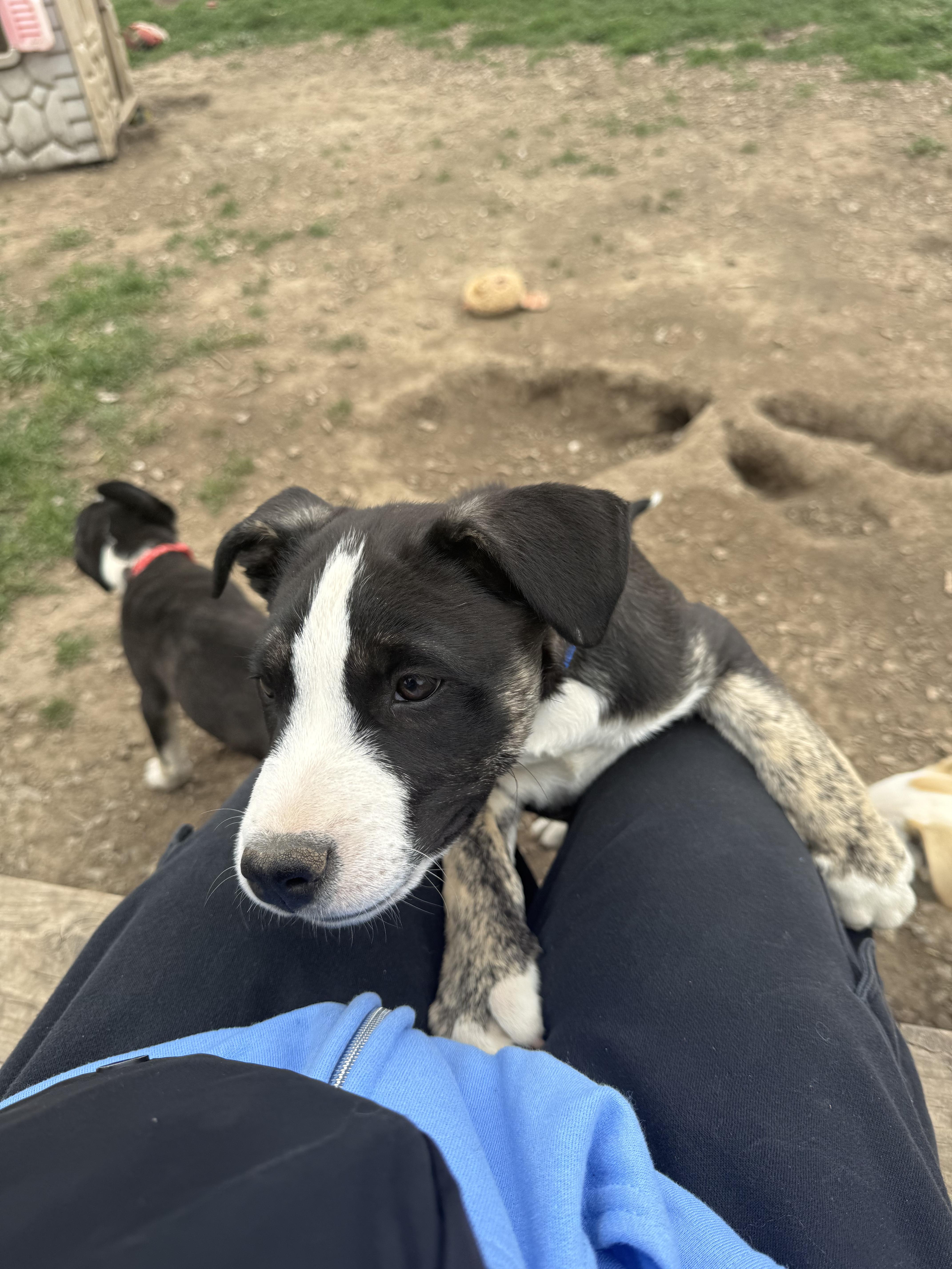 Doc, Adoptable, Young Male Husky.