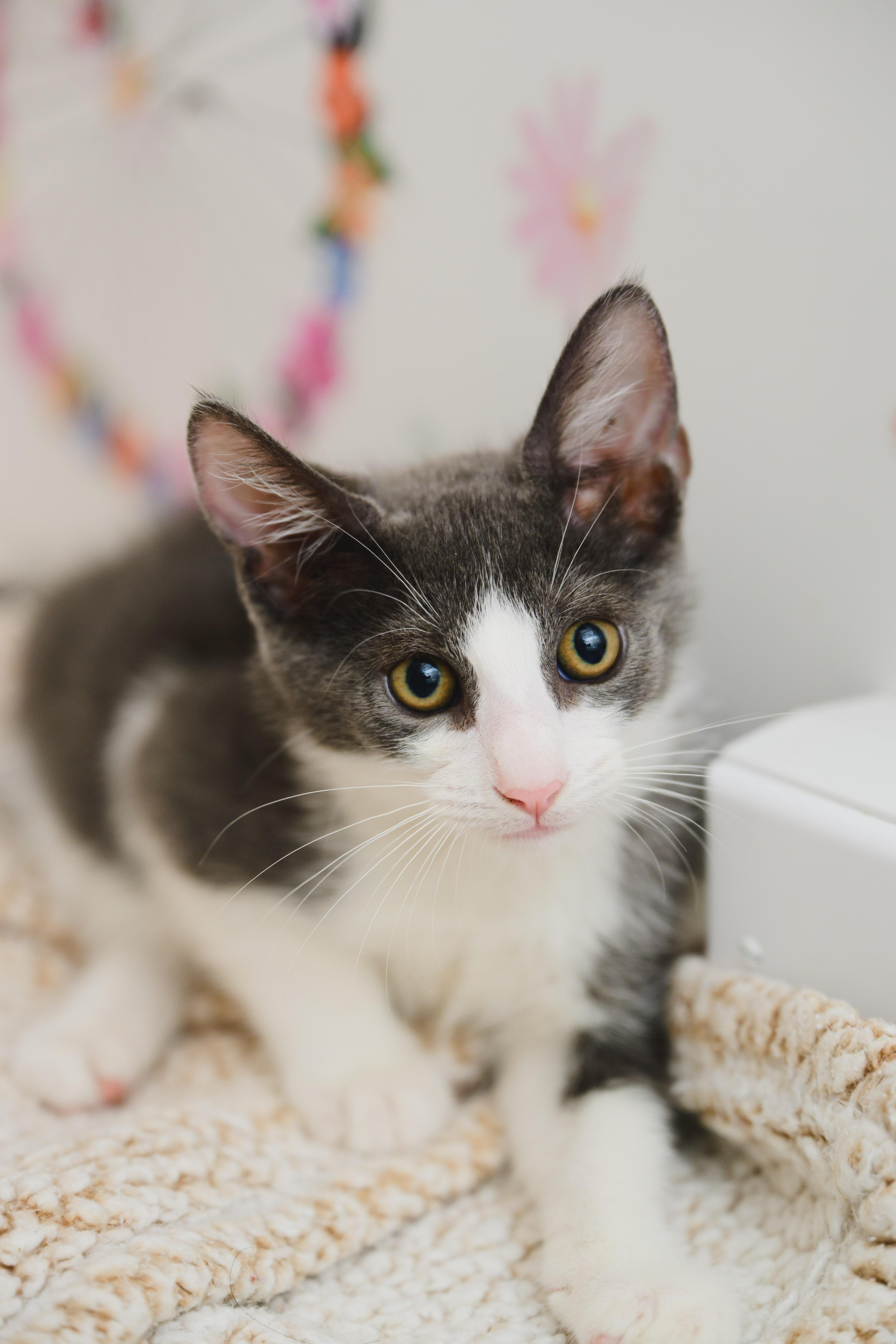 York, Adoptable, Kitten Male Domestic Medium Hair.